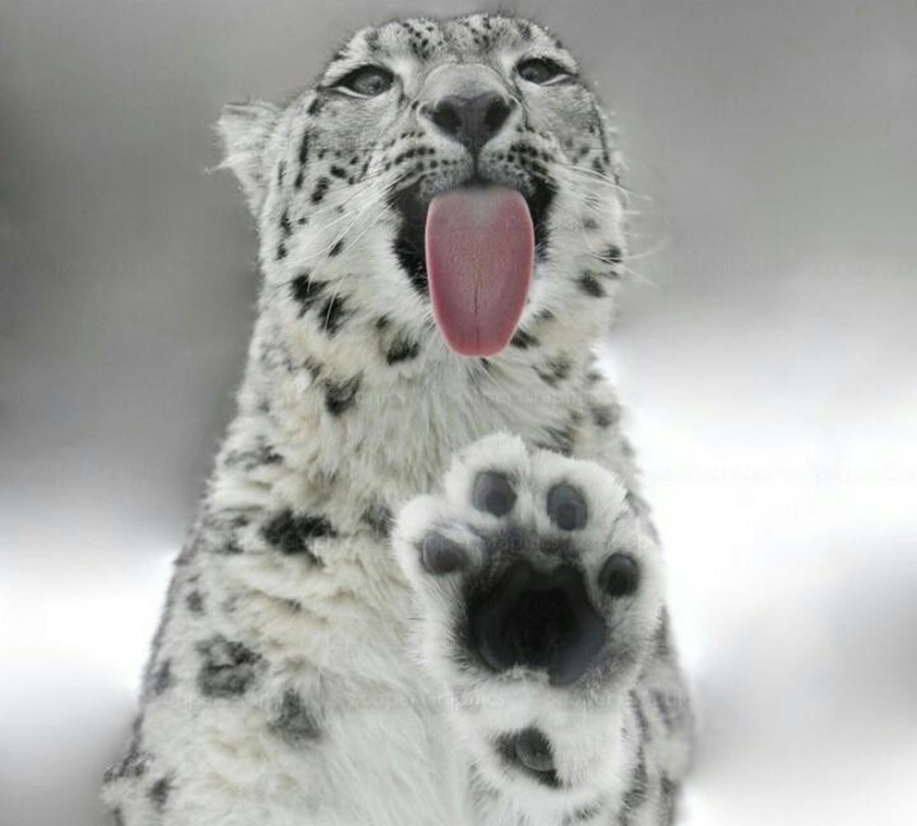 ¡25 animales que lamen ventanas y nos roban el corazón! ¡25 animales que lamen ventanas y nos roban el corazón!