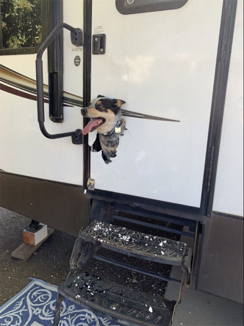 25 animales que parece que quieren apoderarse del mundo 25 animales que parece que quieren apoderarse del mundo