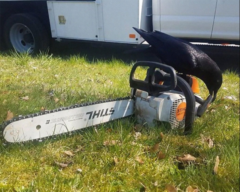 25 animales que parece que quieren apoderarse del mundo 25 animales que parece que quieren apoderarse del mundo