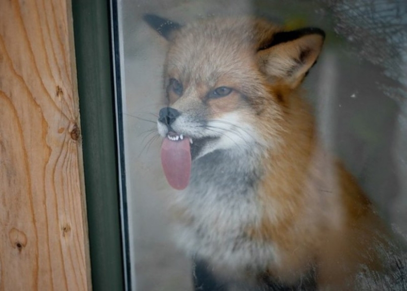 25 animals that lick windows - and steal our hearts!
