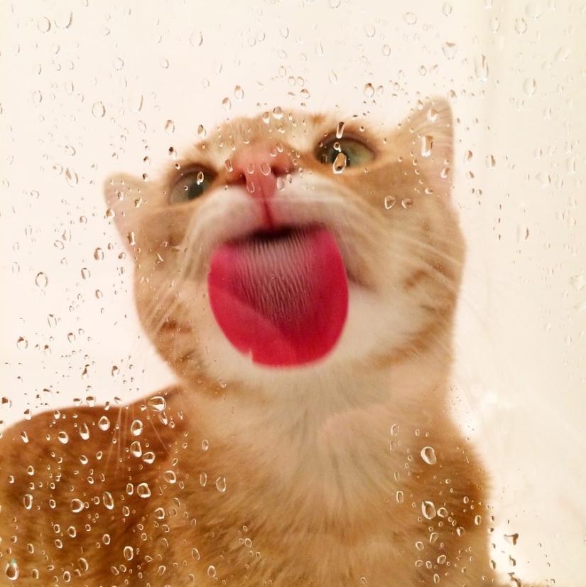 25 animals that lick windows - and steal our hearts!