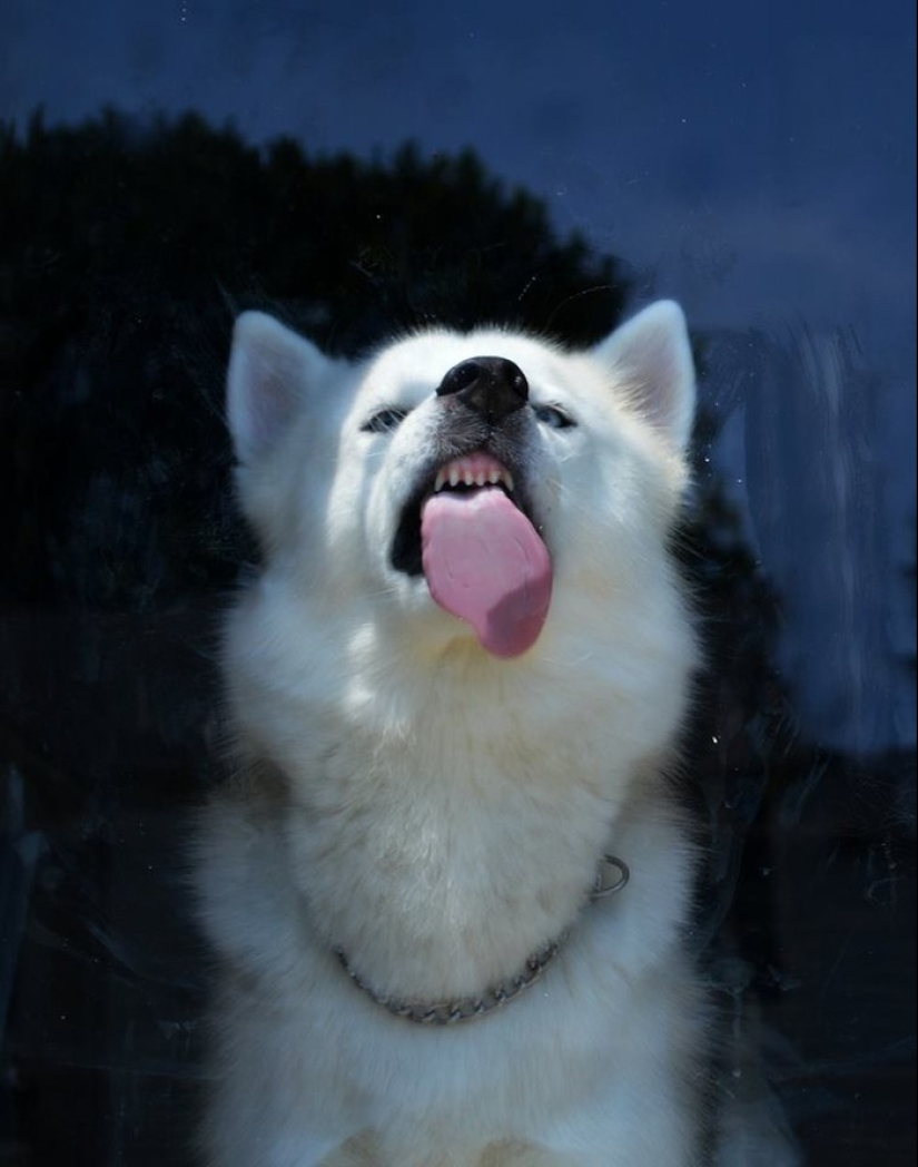 25 animals that lick windows - and steal our hearts!