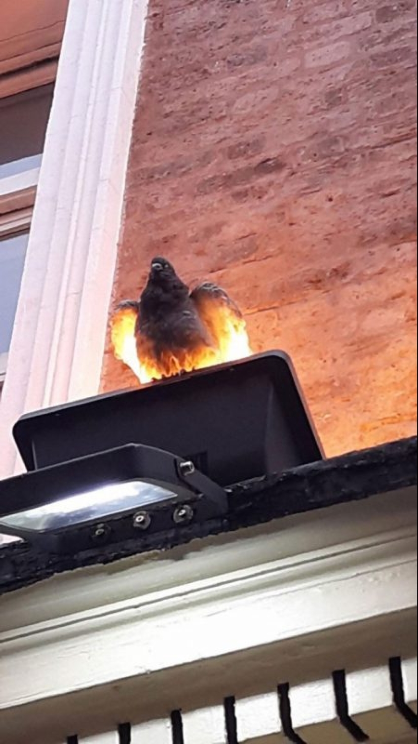 25 animals that look like they want to take over the world 25 animals that look like they want to take over the world