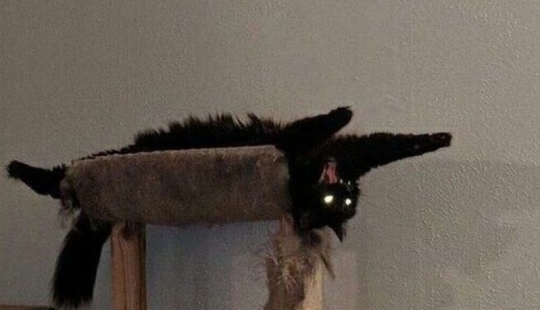 25 cats who got tired of being cute and went to the dark side