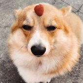 25 Corgi who is very dissatisfied with the behavior of their hosts