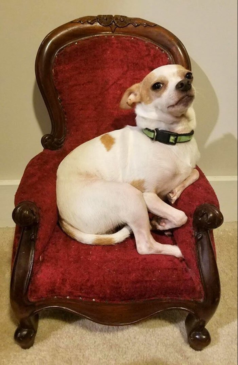 25 cosas inusuales compradas en mercados de pulgas y tiendas de segunda mano