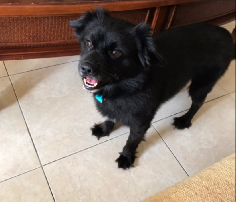 25 de la más inusual de las razas de perros obtenido por el cruce de la 25 de la más inusual de las razas de perros obtenido por el cruce de la