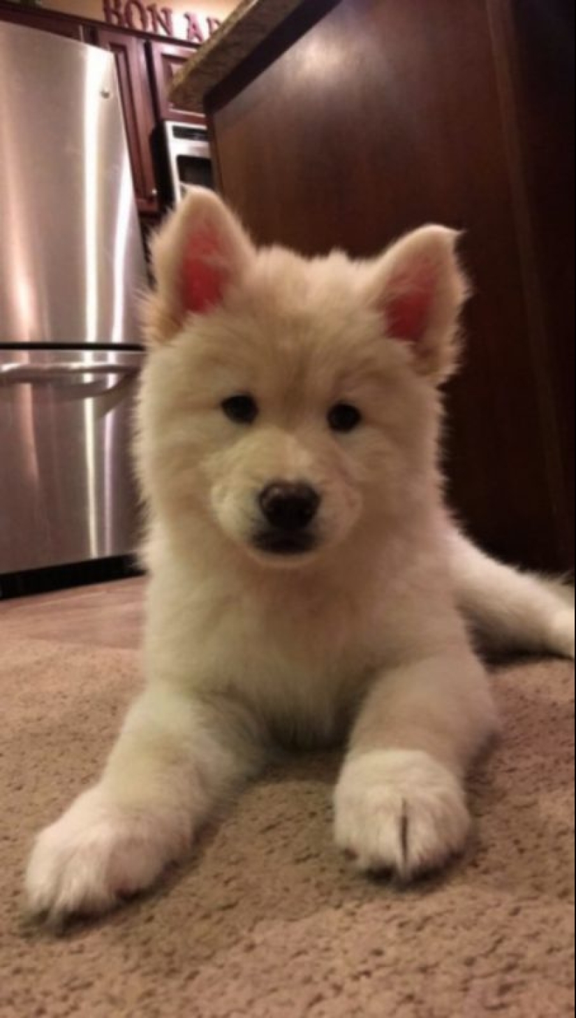 25 de la más inusual de las razas de perros obtenido por el cruce de la 25 de la más inusual de las razas de perros obtenido por el cruce de la