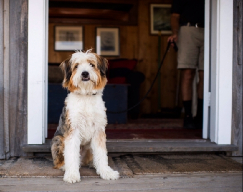 25 de la más inusual de las razas de perros obtenido por el cruce de la 25 de la más inusual de las razas de perros obtenido por el cruce de la