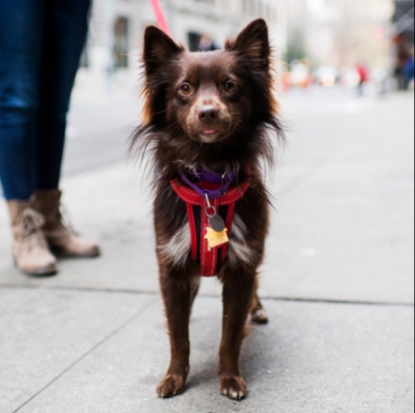 25 de la más inusual de las razas de perros obtenido por el cruce de la 25 de la más inusual de las razas de perros obtenido por el cruce de la