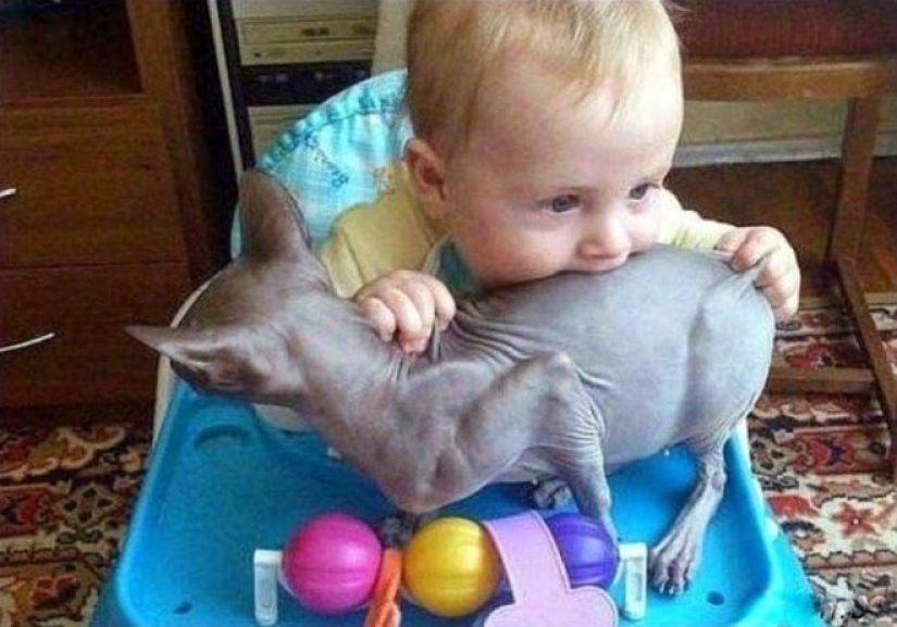 25 divertidas fotos que se parecen a 5 minutos de silencio en la casa, donde hay poco 25 divertidas fotos que se parecen a 5 minutos de silencio en la casa, donde hay poco