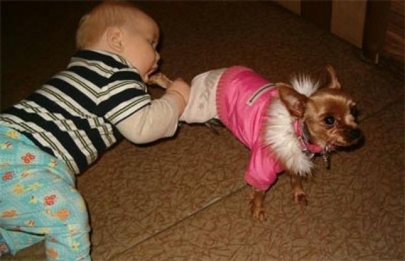 25 fotos divertidas de la serie "Si está tranquilo en la guardería, ¡empieza a preocuparte!" 25 fotos divertidas de la serie "Si está tranquilo en la guardería, ¡empieza a preocuparte!"