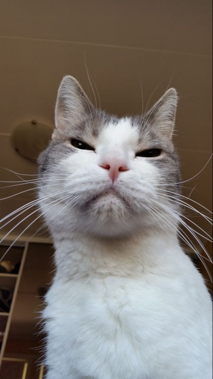 25 gatos insidiosos que planeaban matar en secreto a sus dueños 25 gatos insidiosos que planeaban matar en secreto a sus dueños