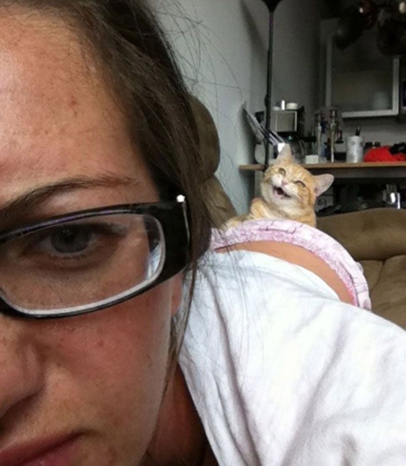 25 gatos insidiosos que planeaban matar en secreto a sus dueños 25 gatos insidiosos que planeaban matar en secreto a sus dueños