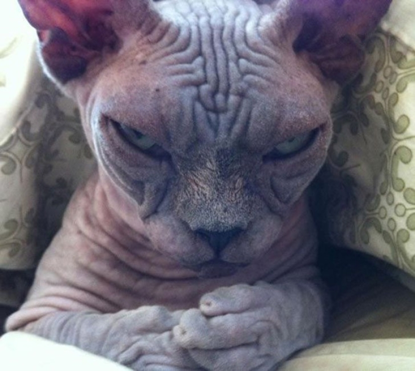 25 gatos insidiosos que planeaban matar en secreto a sus dueños 25 gatos insidiosos que planeaban matar en secreto a sus dueños