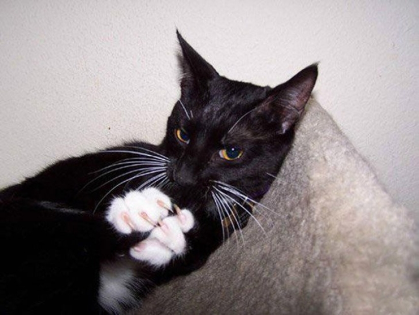 25 gatos insidiosos que planeaban matar en secreto a sus dueños 25 gatos insidiosos que planeaban matar en secreto a sus dueños