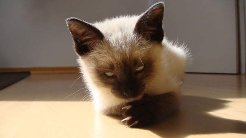 25 gatos insidiosos que planeaban matar en secreto a sus dueños 25 gatos insidiosos que planeaban matar en secreto a sus dueños