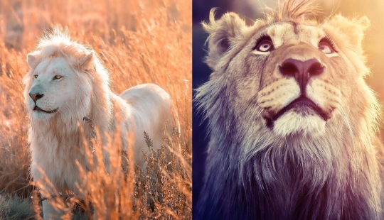 25 grandes fotos de leones del famoso fotógrafo de depredadores Simon Needham 25 grandes fotos de leones del famoso fotógrafo de depredadores Simon Needham