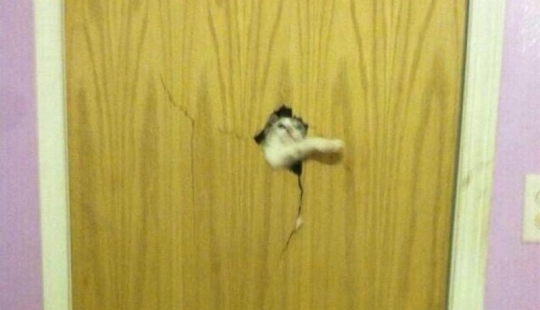 25 mascotas que necesitan entrar ahora mismo