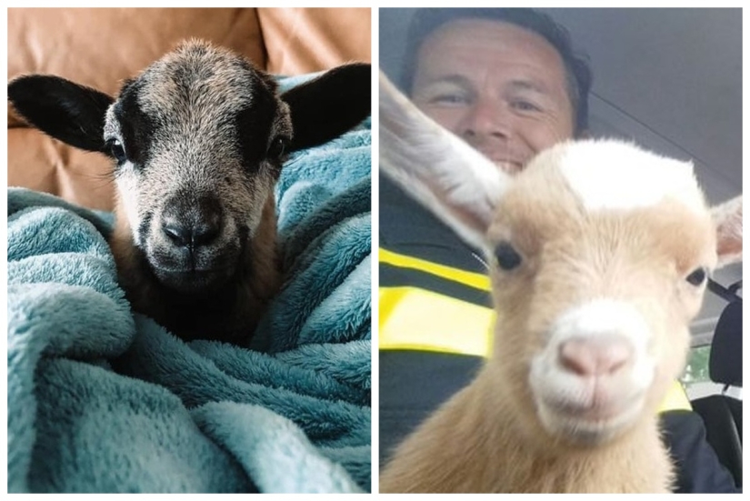 25 mullidas y lindas pruebas de que las cabras bebé pueden eclipsar a los gatitos y cachorros con su dulzura 25 mullidas y lindas pruebas de que las cabras bebé pueden eclipsar a los gatitos y cachorros con su dulzura