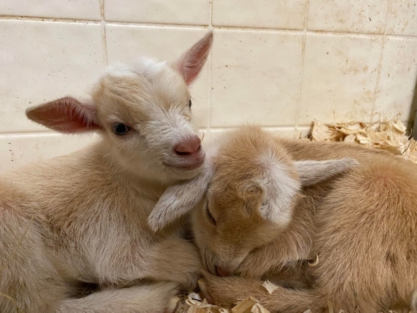 25 mullidas y lindas pruebas de que las cabras bebé pueden eclipsar a los gatitos y cachorros con su dulzura 25 mullidas y lindas pruebas de que las cabras bebé pueden eclipsar a los gatitos y cachorros con su dulzura
