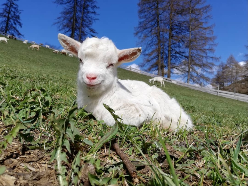 25 mullidas y lindas pruebas de que las cabras bebé pueden eclipsar a los gatitos y cachorros con su dulzura 25 mullidas y lindas pruebas de que las cabras bebé pueden eclipsar a los gatitos y cachorros con su dulzura