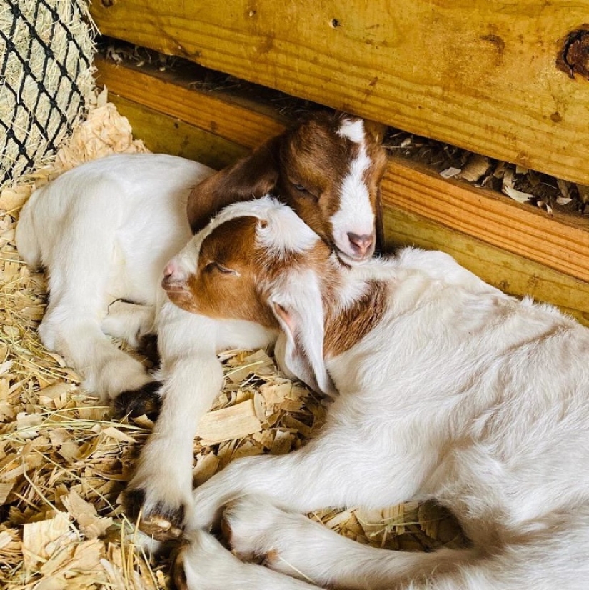 25 mullidas y lindas pruebas de que las cabras bebé pueden eclipsar a los gatitos y cachorros con su dulzura 25 mullidas y lindas pruebas de que las cabras bebé pueden eclipsar a los gatitos y cachorros con su dulzura