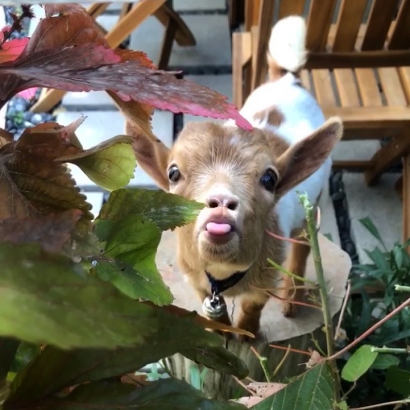 25 mullidas y lindas pruebas de que las cabras bebé pueden eclipsar a los gatitos y cachorros con su dulzura 25 mullidas y lindas pruebas de que las cabras bebé pueden eclipsar a los gatitos y cachorros con su dulzura