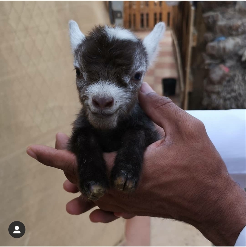 25 mullidas y lindas pruebas de que las cabras bebé pueden eclipsar a los gatitos y cachorros con su dulzura 25 mullidas y lindas pruebas de que las cabras bebé pueden eclipsar a los gatitos y cachorros con su dulzura