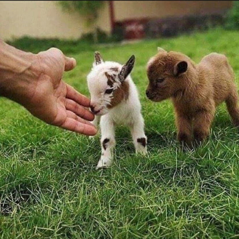 25 mullidas y lindas pruebas de que las cabras bebé pueden eclipsar a los gatitos y cachorros con su dulzura 25 mullidas y lindas pruebas de que las cabras bebé pueden eclipsar a los gatitos y cachorros con su dulzura