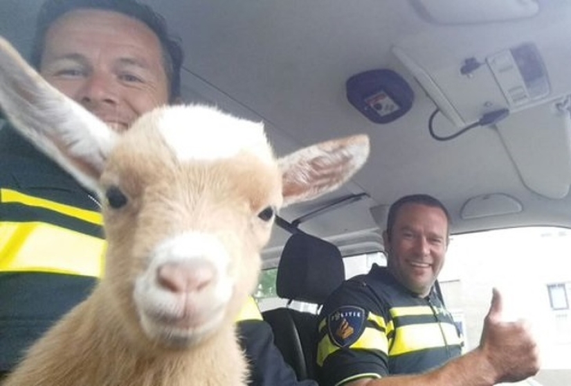 25 mullidas y lindas pruebas de que las cabras bebé pueden eclipsar a los gatitos y cachorros con su dulzura 25 mullidas y lindas pruebas de que las cabras bebé pueden eclipsar a los gatitos y cachorros con su dulzura