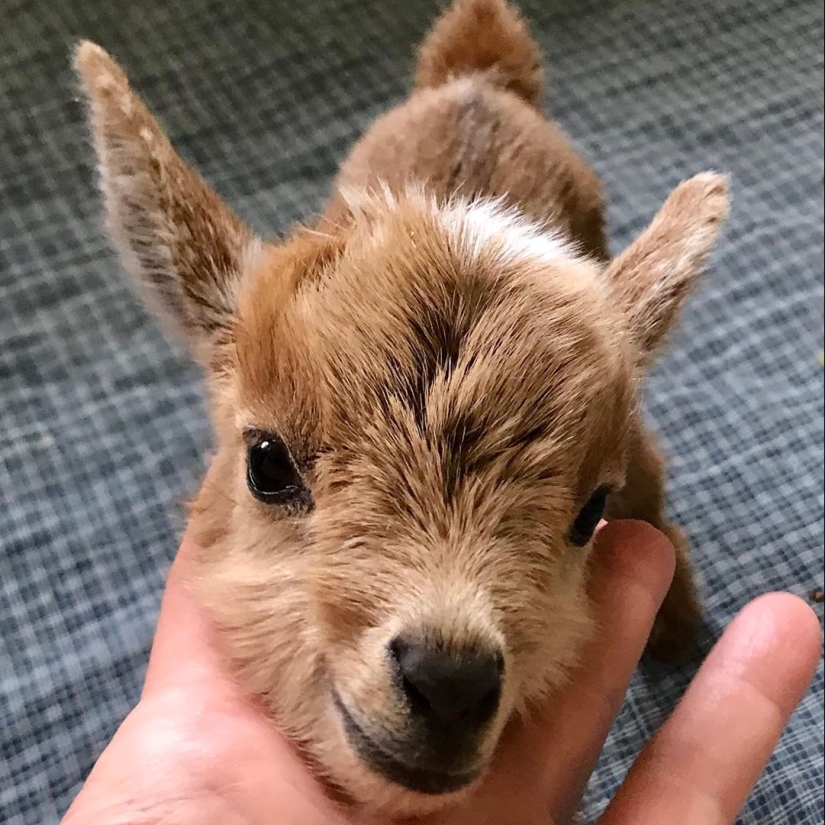 25 mullidas y lindas pruebas de que las cabras bebé pueden eclipsar a los gatitos y cachorros con su dulzura 25 mullidas y lindas pruebas de que las cabras bebé pueden eclipsar a los gatitos y cachorros con su dulzura