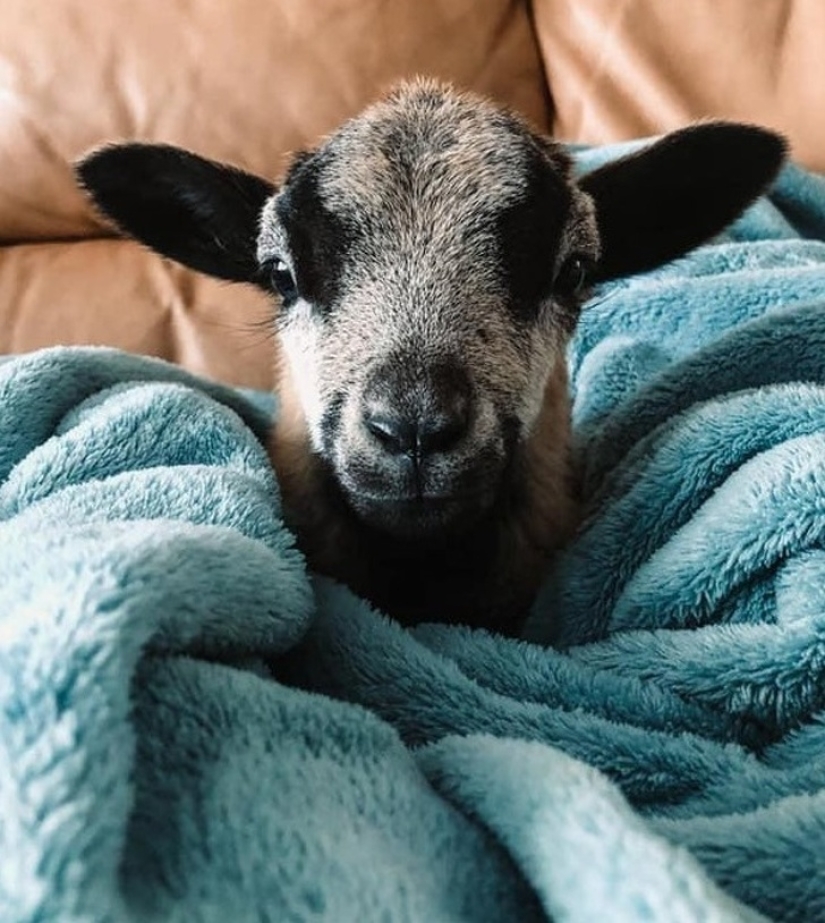 25 mullidas y lindas pruebas de que las cabras bebé pueden eclipsar a los gatitos y cachorros con su dulzura 25 mullidas y lindas pruebas de que las cabras bebé pueden eclipsar a los gatitos y cachorros con su dulzura
