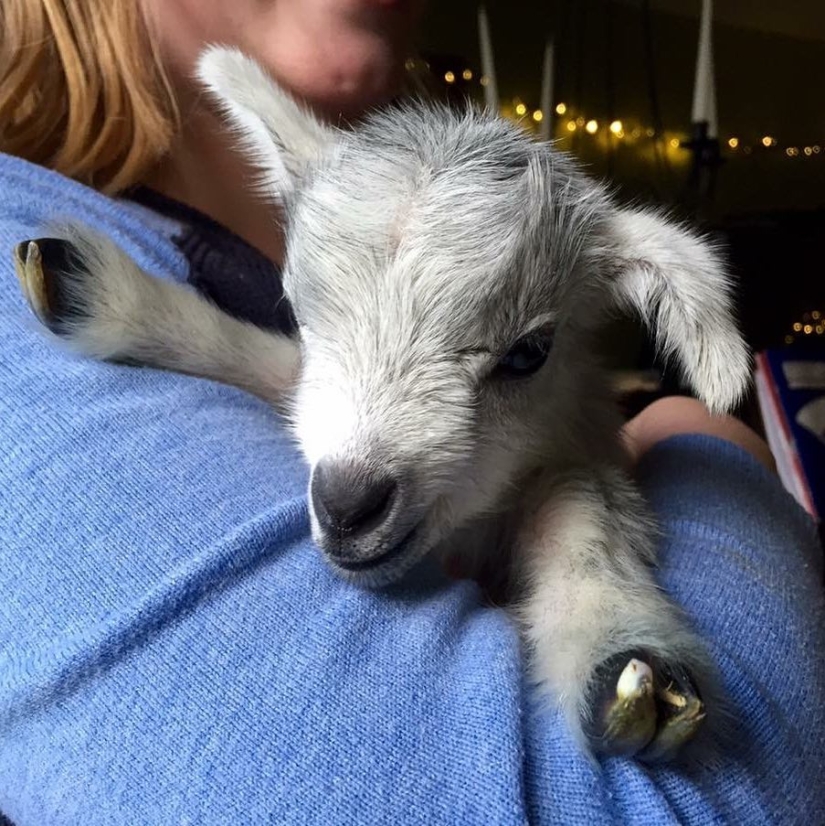 25 mullidas y lindas pruebas de que las cabras bebé pueden eclipsar a los gatitos y cachorros con su dulzura 25 mullidas y lindas pruebas de que las cabras bebé pueden eclipsar a los gatitos y cachorros con su dulzura