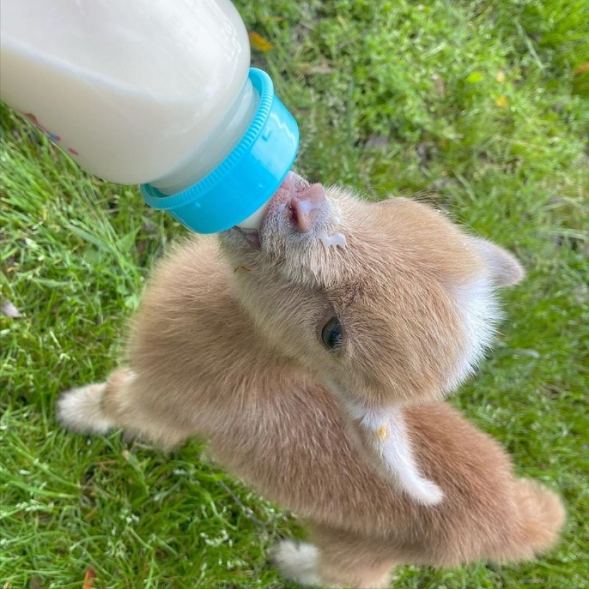 25 mullidas y lindas pruebas de que las cabras bebé pueden eclipsar a los gatitos y cachorros con su dulzura 25 mullidas y lindas pruebas de que las cabras bebé pueden eclipsar a los gatitos y cachorros con su dulzura