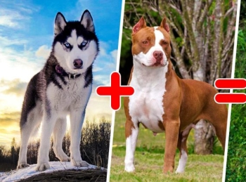 25 of the most unusual breeds of dogs obtained by crossing the