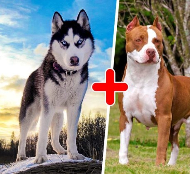 25 of the most unusual breeds of dogs obtained by crossing the