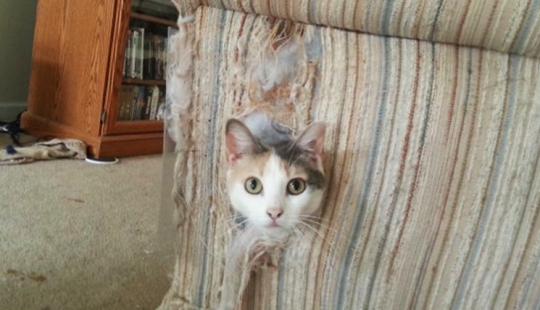 25 people who left their furry ones at home alone and bitterly regretted it 25 people who left their furry ones at home alone and bitterly regretted it