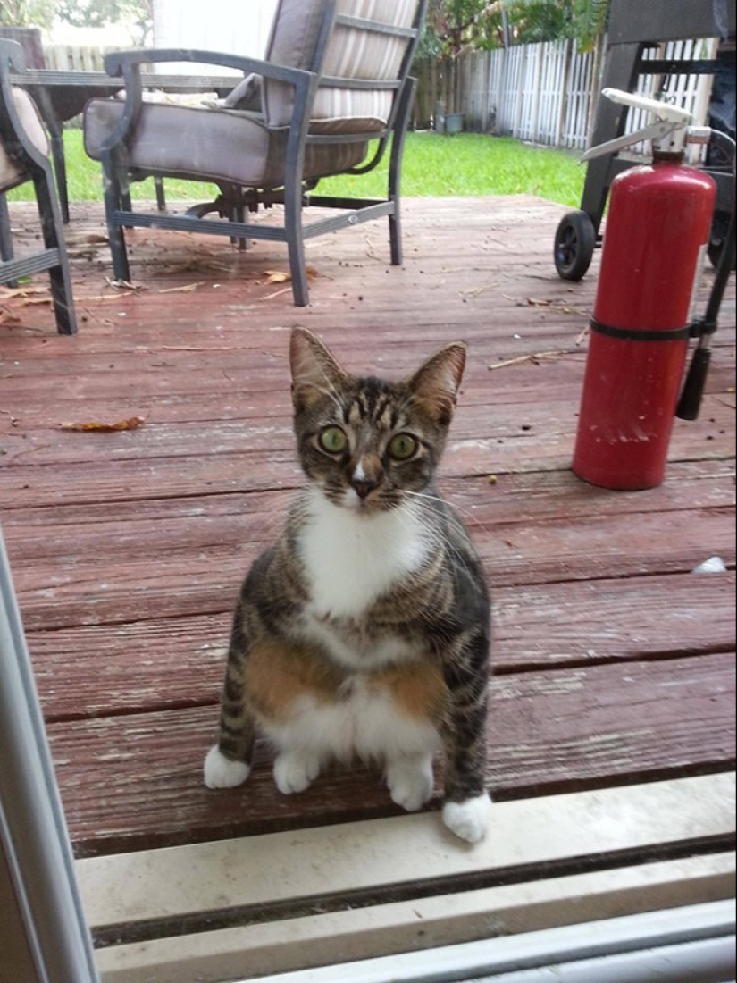 25 pets that need to get inside right now