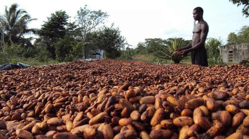 25 "sweet" facts about chocolate 25 "sweet" facts about chocolate