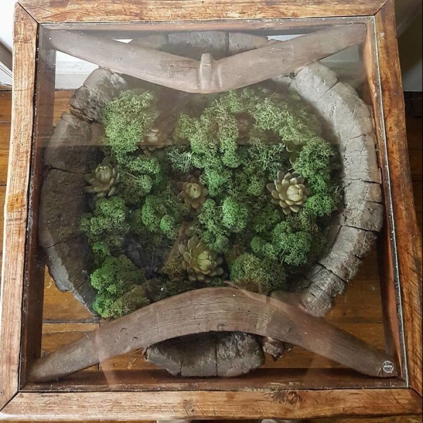 25 tables with" gardens " of succulents 25 tables with" gardens " of succulents