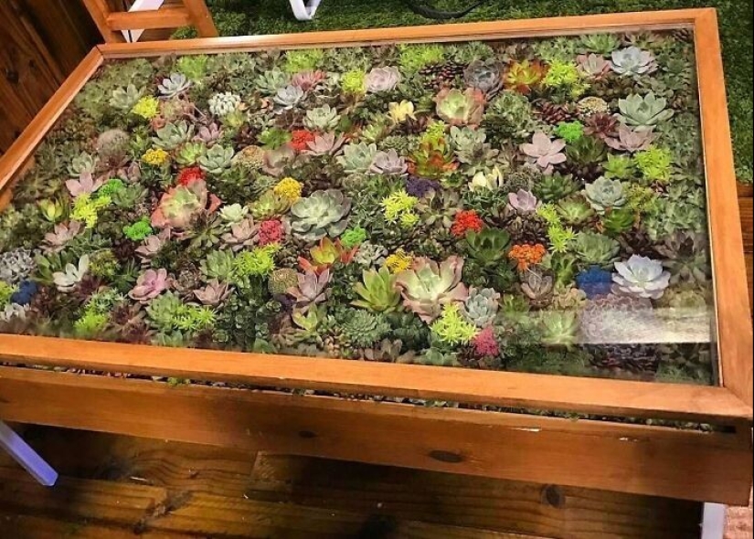 25 tables with" gardens " of succulents 25 tables with" gardens " of succulents