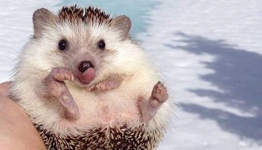 25 touching animals that "don't feed bread", just let them show their tongue 25 touching animals that "don't feed bread", just let them show their tongue