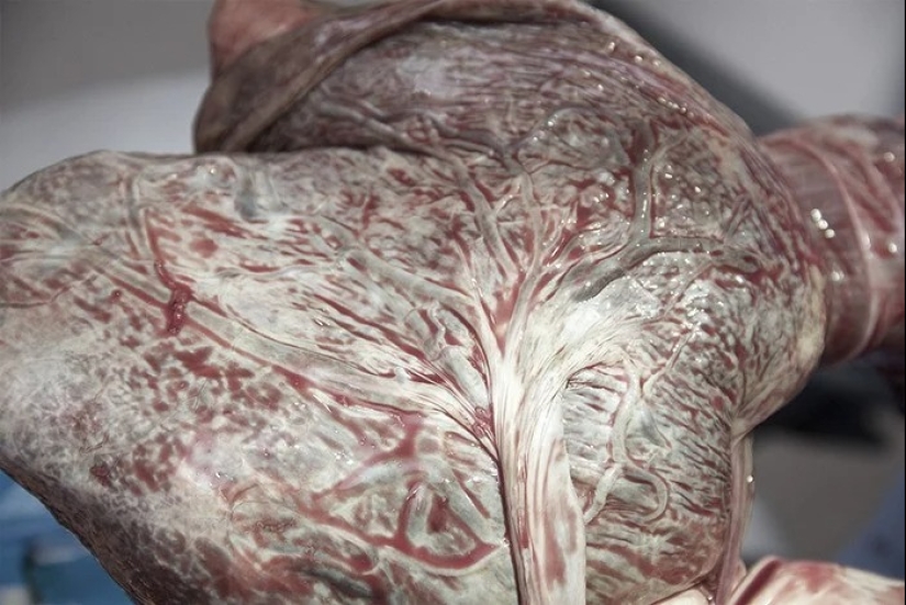 25 weird, creepy and creepy facts about the human body 25 weird, creepy and creepy facts about the human body