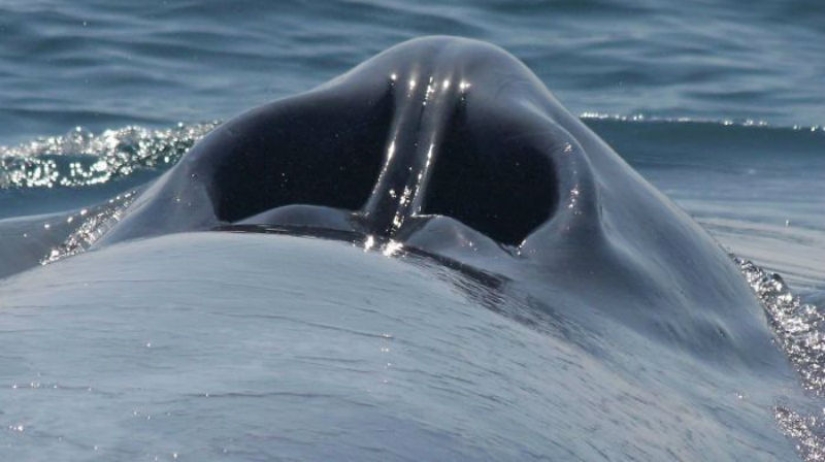 26 rare photos show familiar things from an unknown angle for us 26 rare photos show familiar things from an unknown angle for us