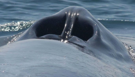 26 rare photos show familiar things from an unknown angle for us