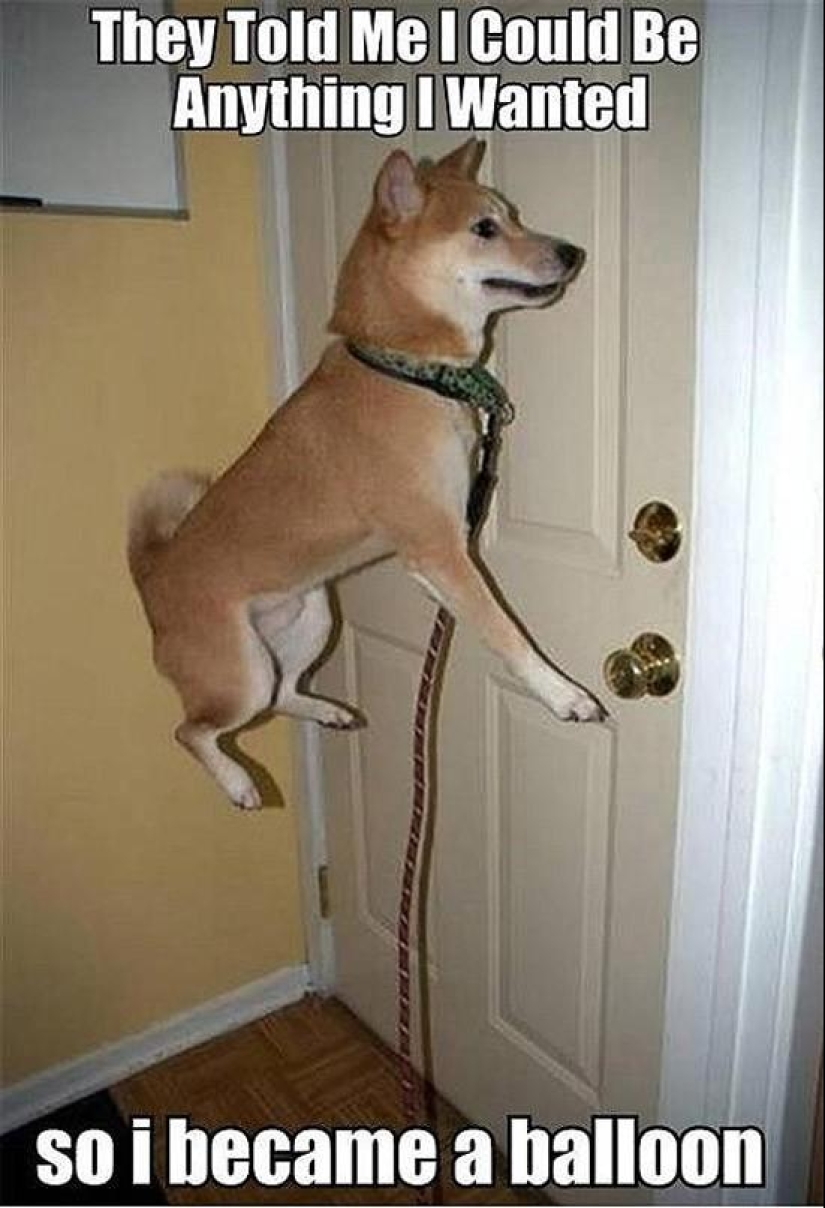 27 razones por las que los perros Shiba Inu son los mejores