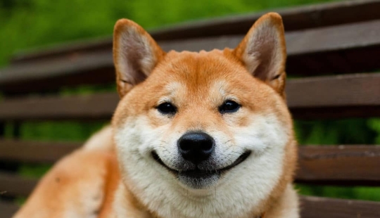27 reasons why Shiba Inu dogs are the best