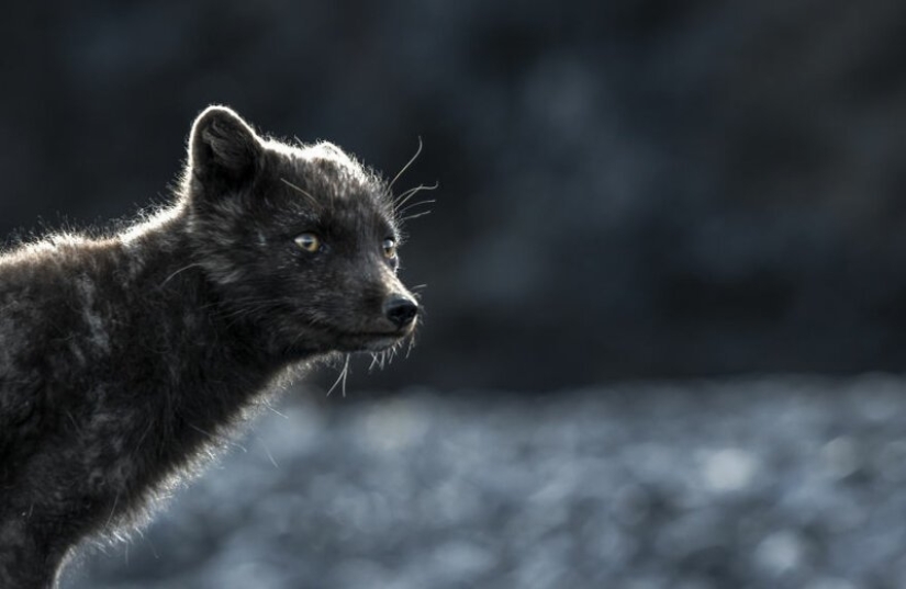 28 pictures from Iceland from in love with her photographer 28 pictures from Iceland from in love with her photographer