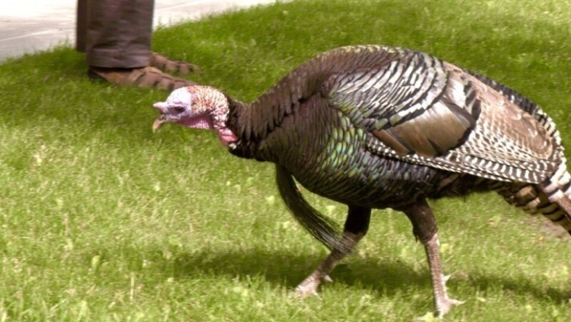 30 amazing facts that will blow your brain!